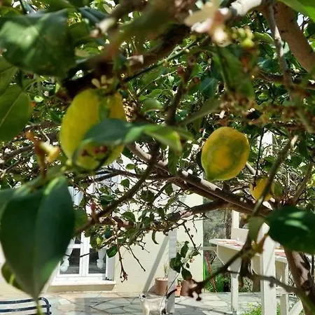 Yellow Lemon Tree House *
