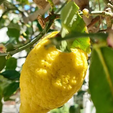 Yellow Lemon Tree House Holiday home Andros Town